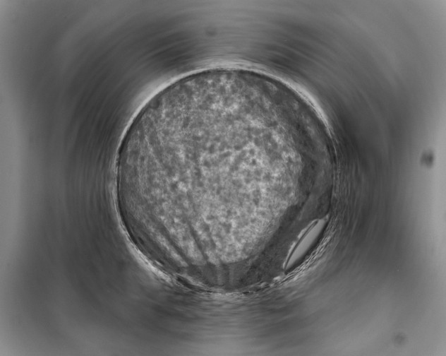 X0000098170903200805151114