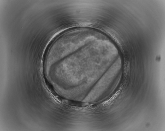 X0000098170932200805151113