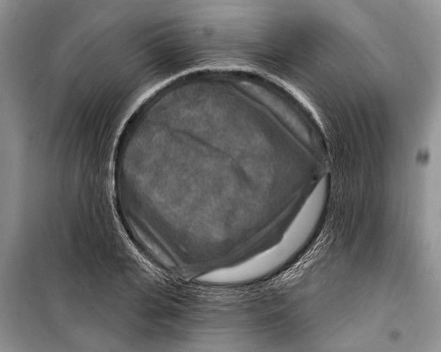 X0000098170935200805151113