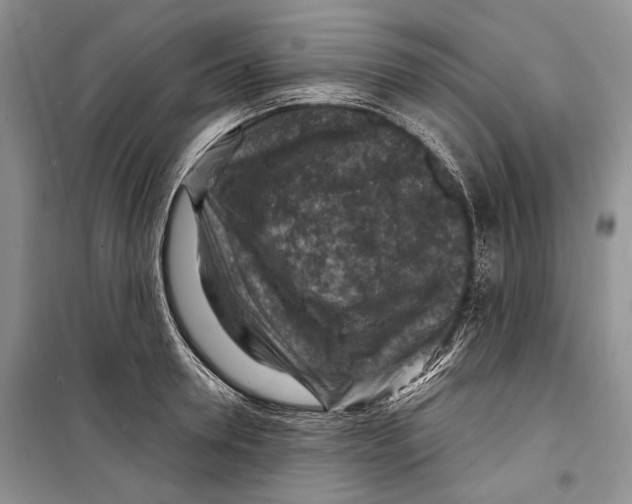 X0000098170946200805151113