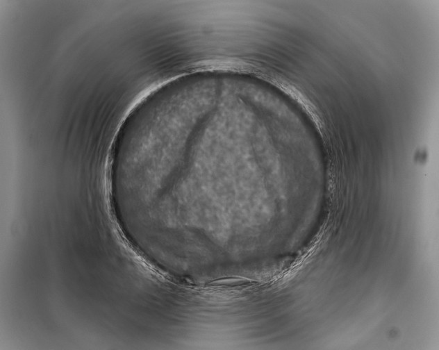 X0000098170983200805151112