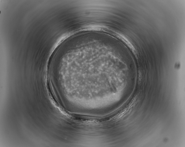 X0000098170994200805151112