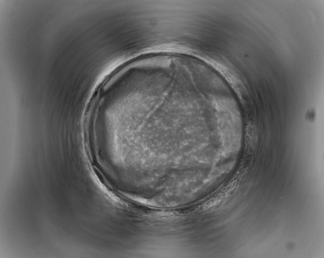 X0000098170998200805151112