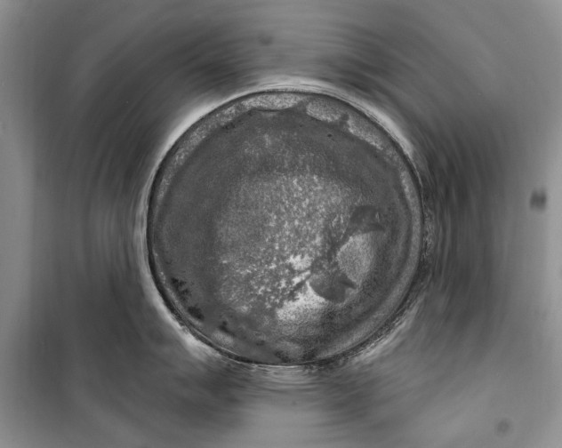 X0000098171007200805151112