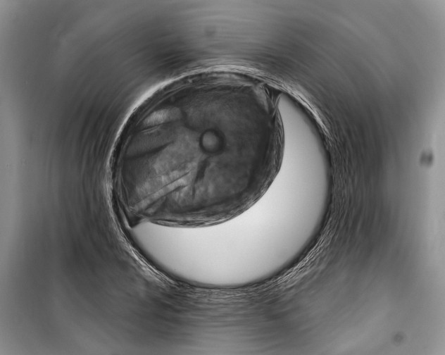 X0000098171024200805151111