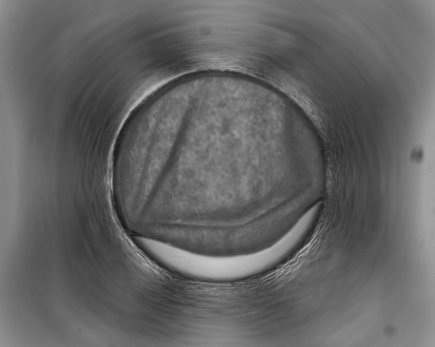 X0000098171028200805151111