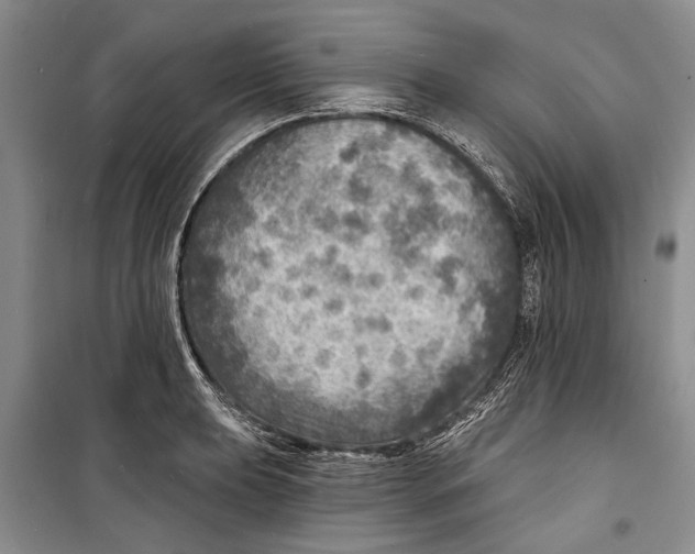 X0000098171039200805151112