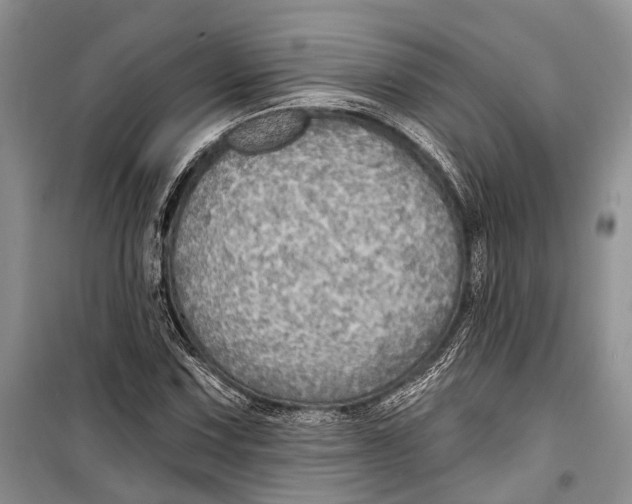 X0000098171067200805151111