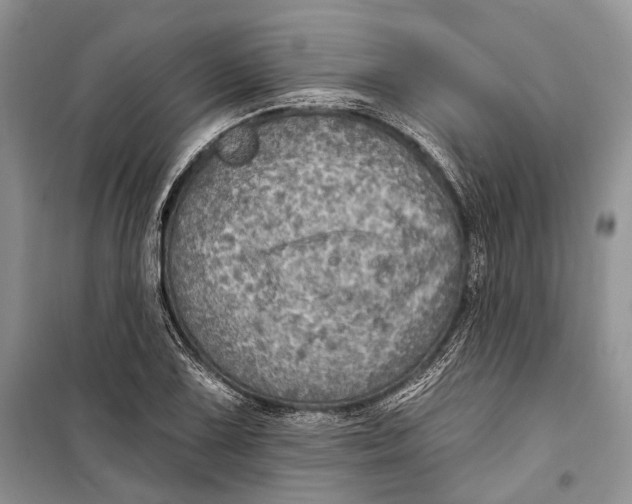 X0000098171075200805151111