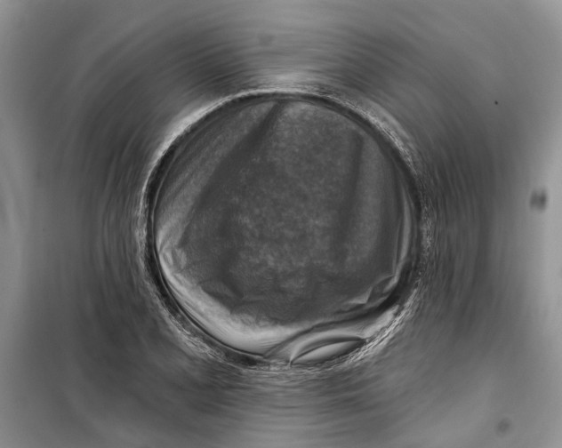 X0000098171077200805151111