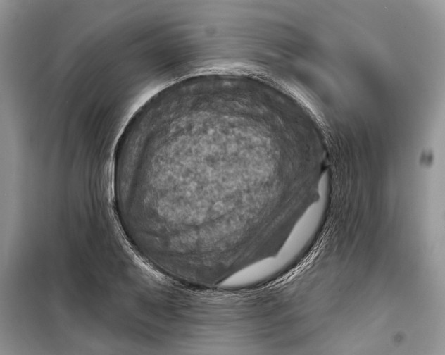 X0000098171079200805151111