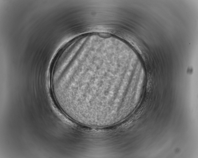 X0000098171080200805151111