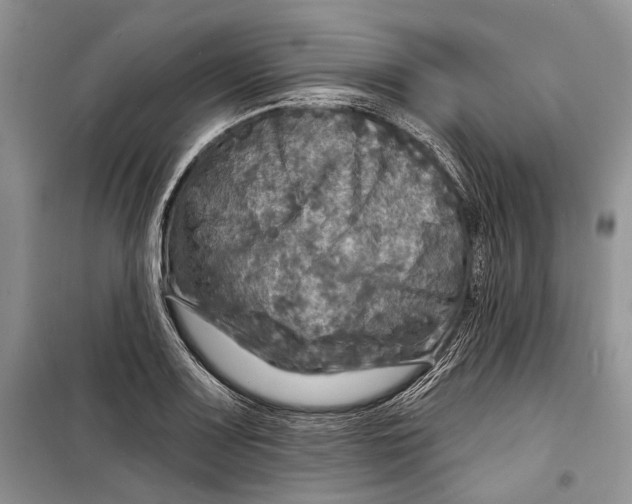 X0000098171083200805151111