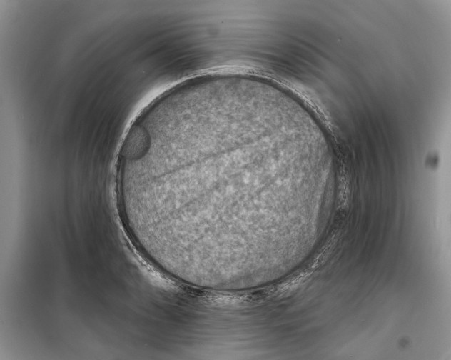 X0000098171086200805151111