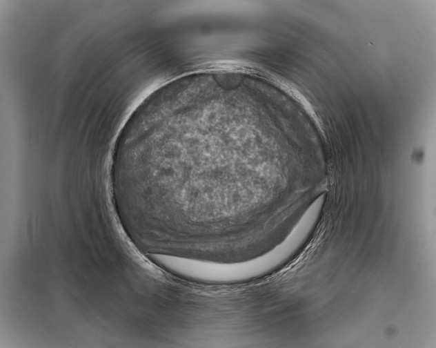 X0000098171091200805151111