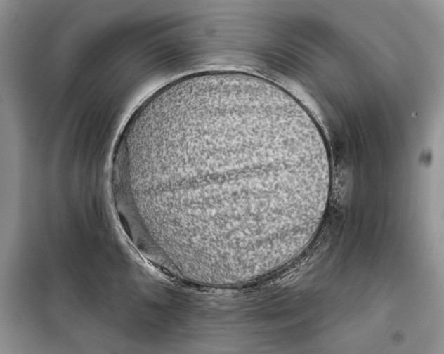 X0000098171096200805151111