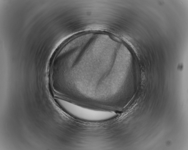 X0000098171124200805151110