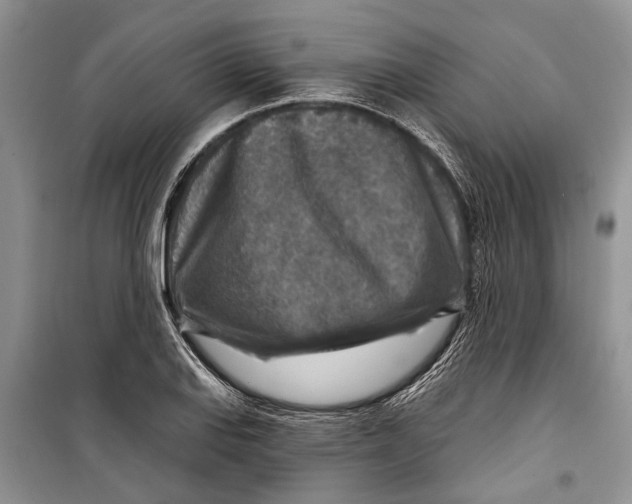 X0000098171127200805151110