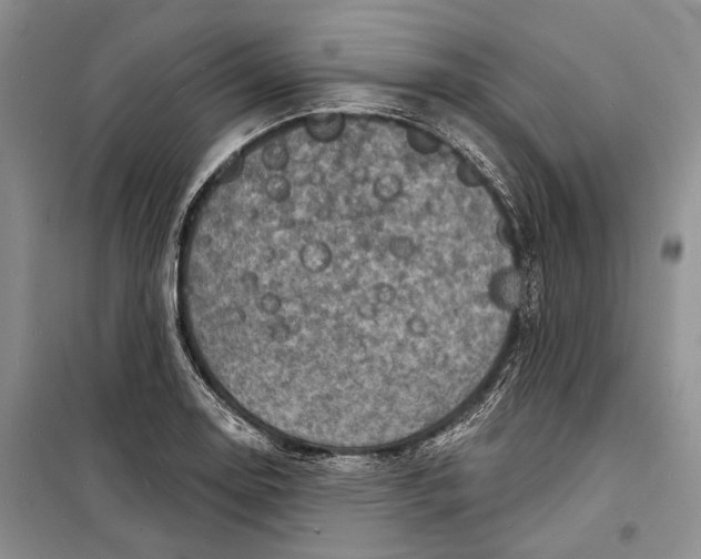 X0000098171130200805151110