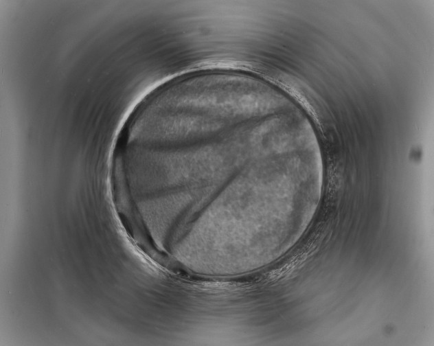 X0000098171132200805151110