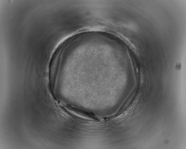 X0000098171174200805151109