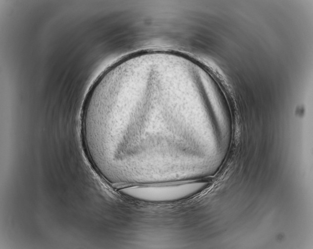 X0000098171183200805151109