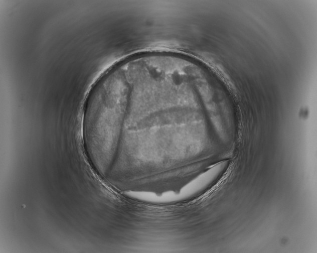 X0000098171224200805151109