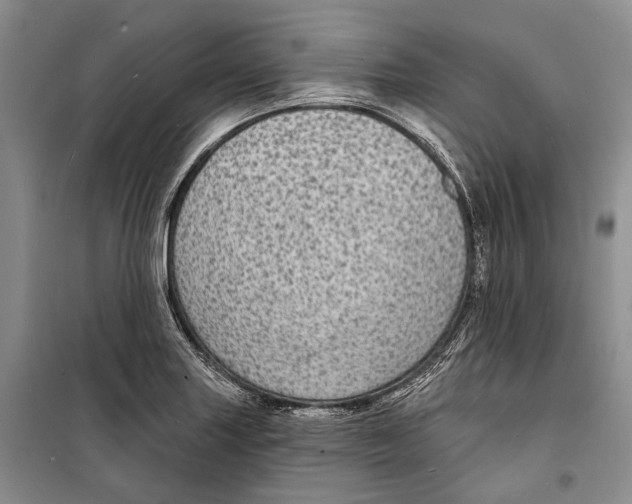 X0000098171227200805151109