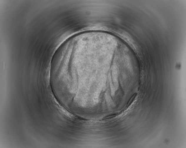 X0000098171228200805151109