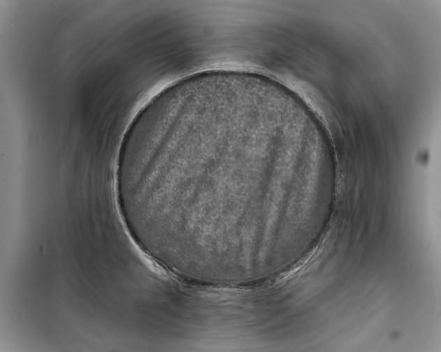 X0000098171237200805151109