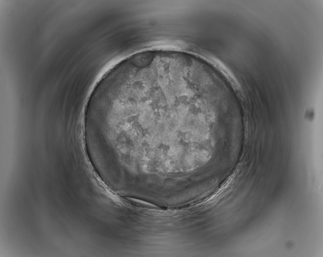 X0000098171240200805151109