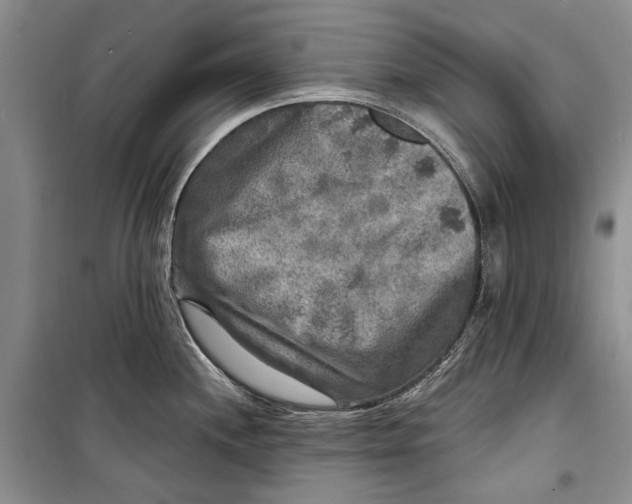 X0000098171244200805151109