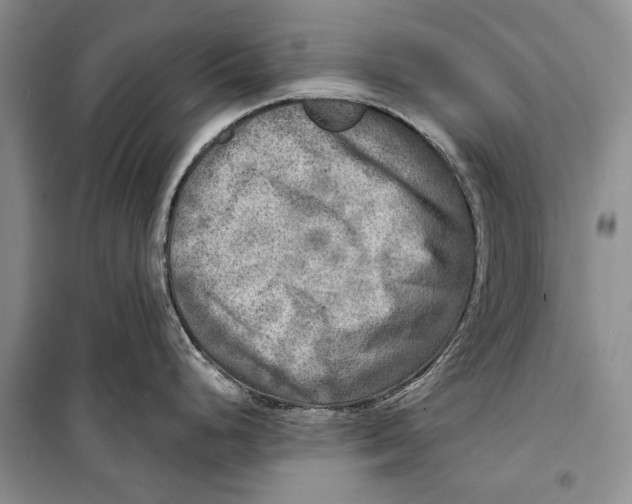 X0000098171248200805151109