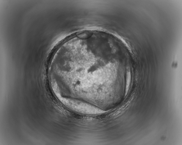 X0000098171263200805151108