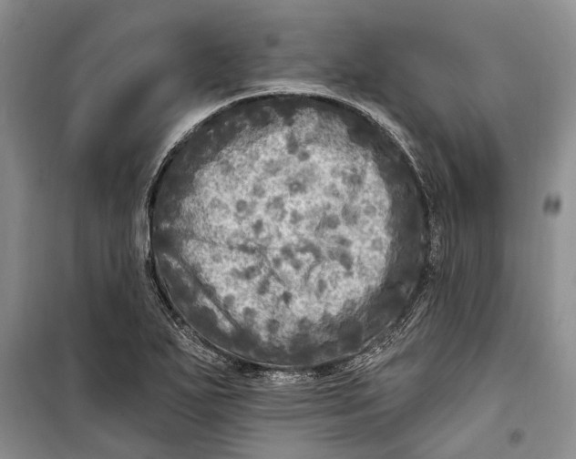 X0000098171271200805151108