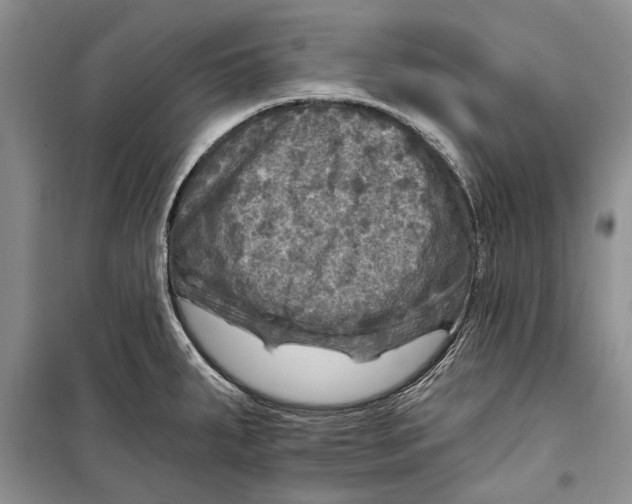 X0000098171287200805151108