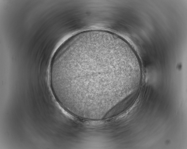 X0000098171294200805151108