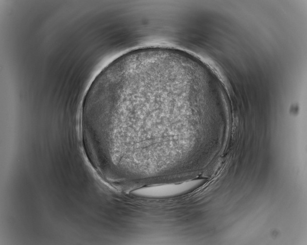 X0000098171295200805151108