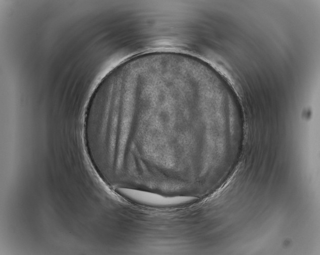 X0000098171333200805151107