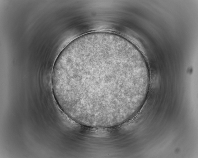 X0000098171338200805151107