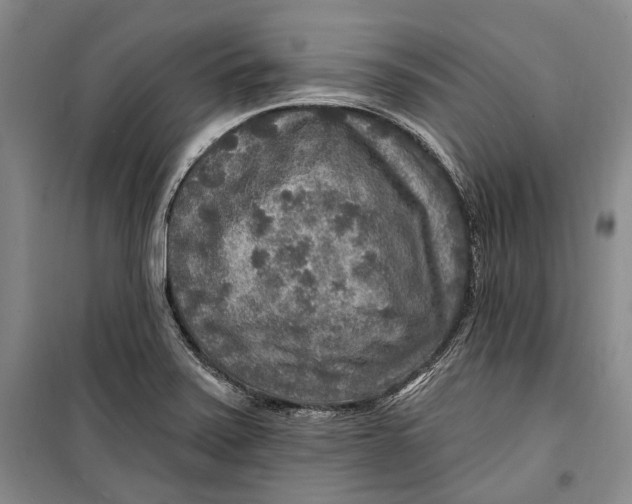 X0000098171371200805151106