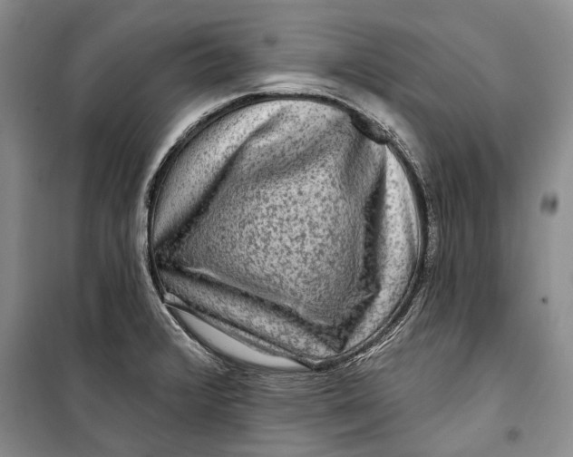 X0000098171376200805151106