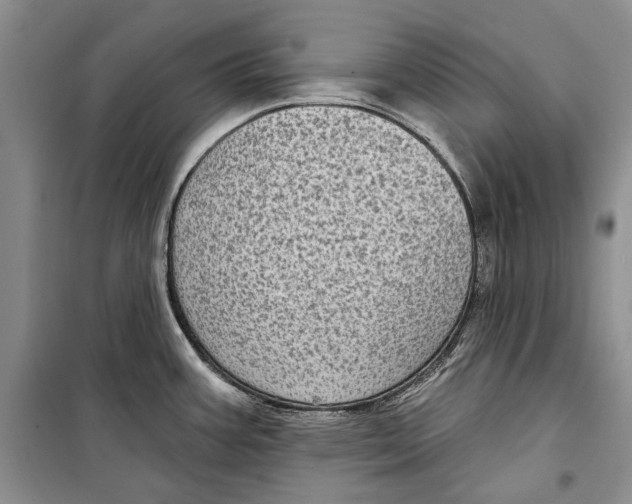 X0000098171387200805151106