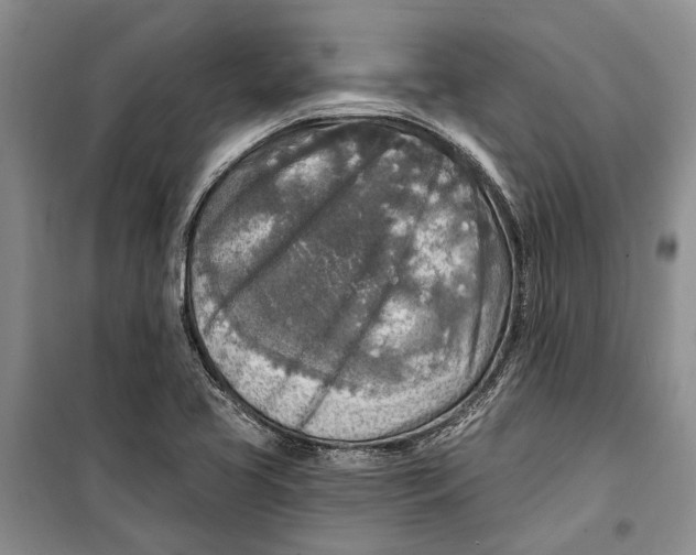 X0000098171413200805151106