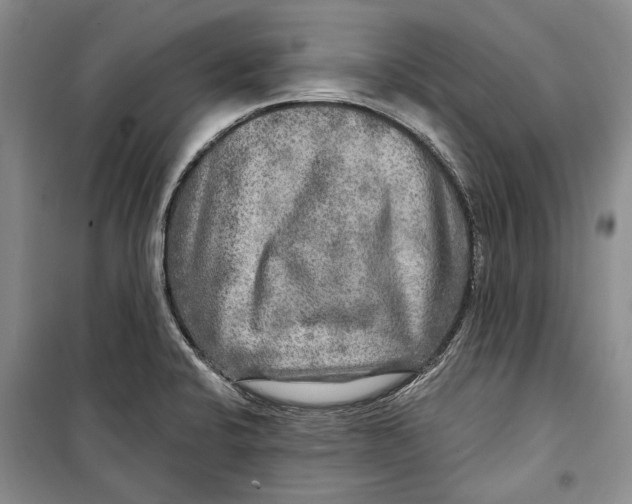 X0000098171424200805151106