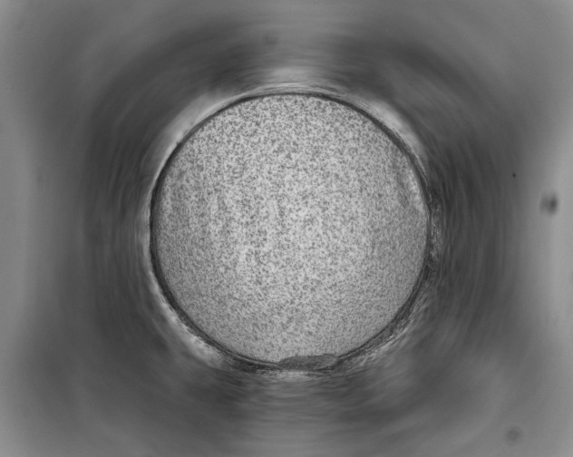 X0000098171431200805151106