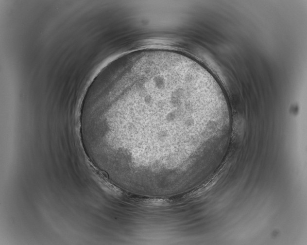 X0000098171435200805151106