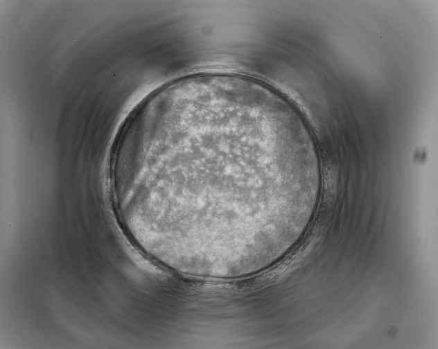 X0000098171466200805151105