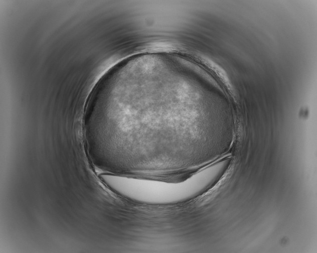 X0000098171473200805151105