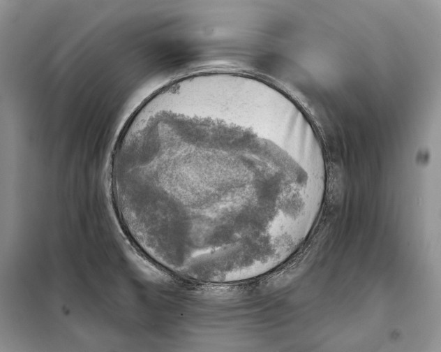 X0000098171474200805151105